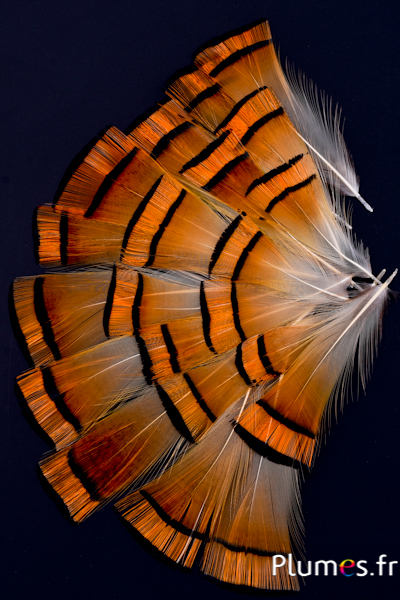 Faisan doré  - 4-6 cm - orange doré-naturel